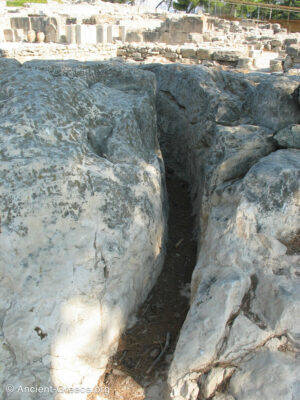 Phaistos Drain Cut in Live Rock