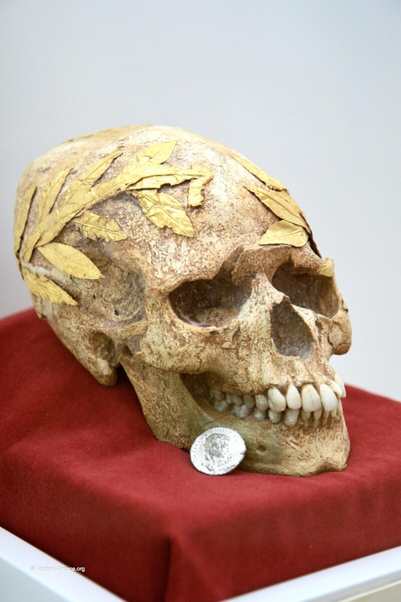 The skull of a young
