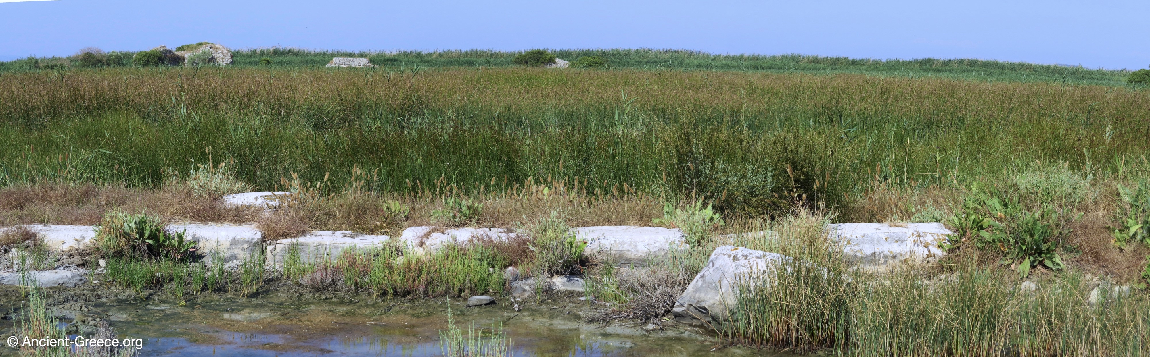 Ancient ruins engulfed in the marshland.