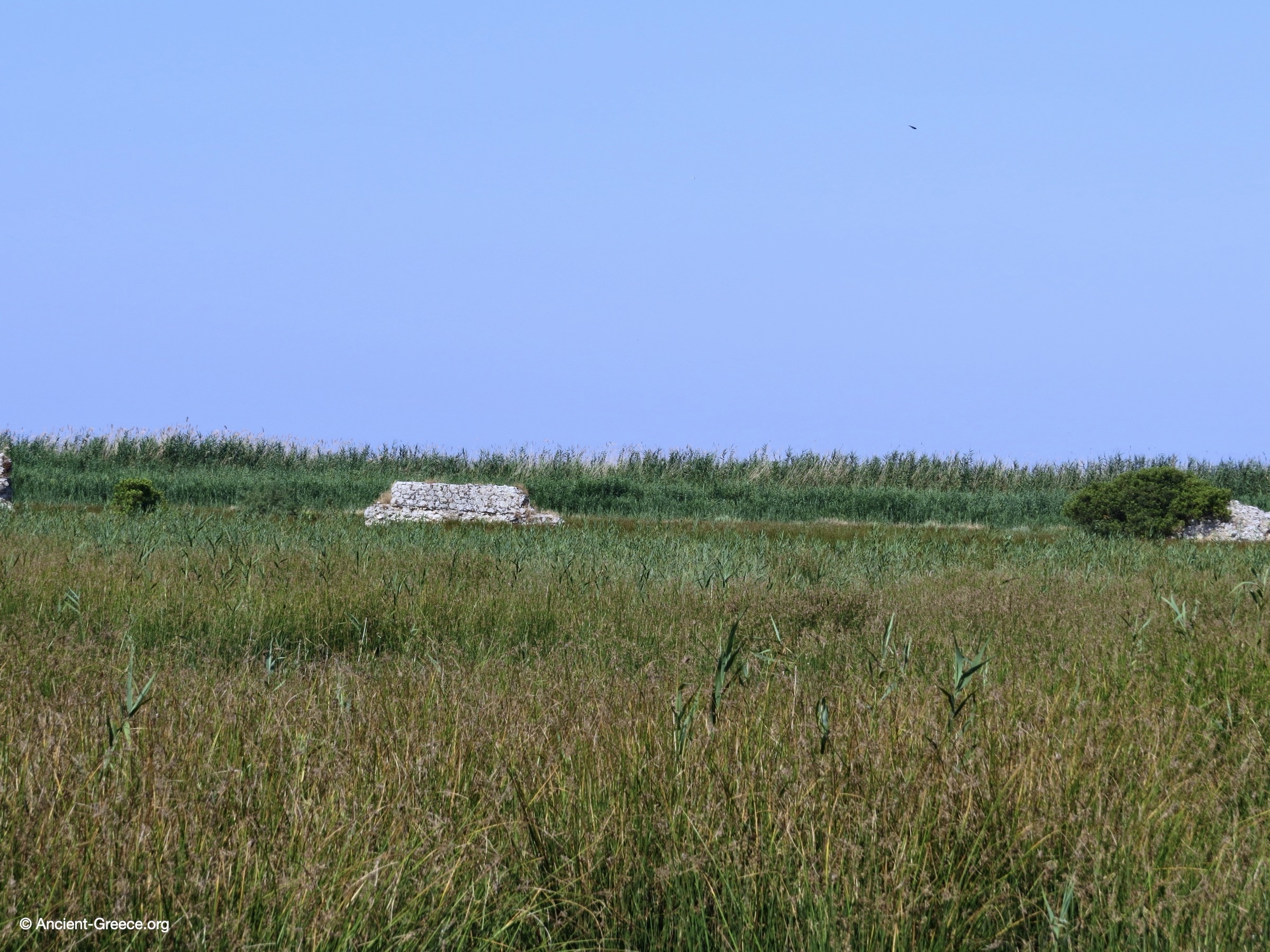 Ancient ruins engulfed in the marshland.