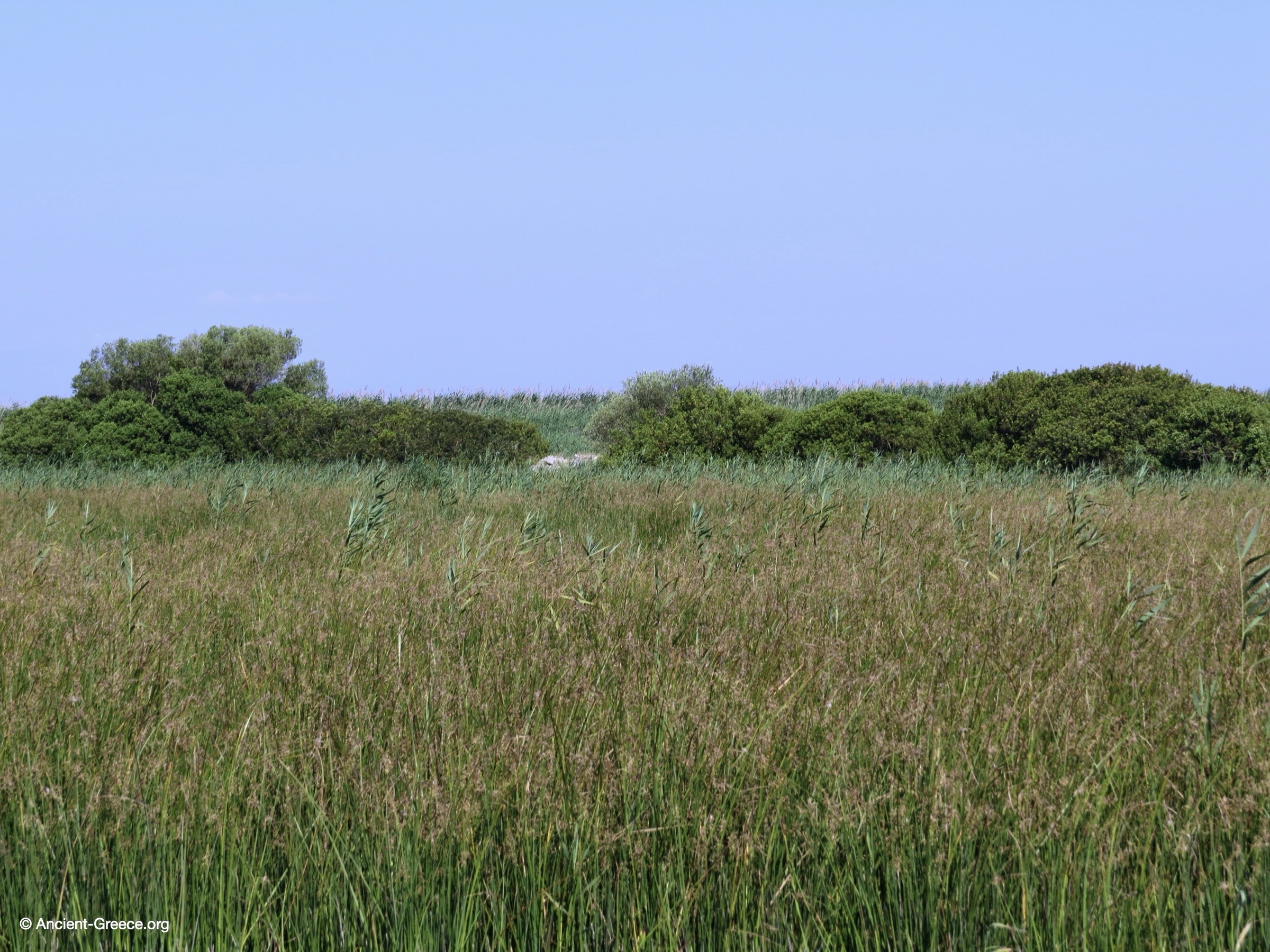 Ancient ruins engulfed in the marshland.