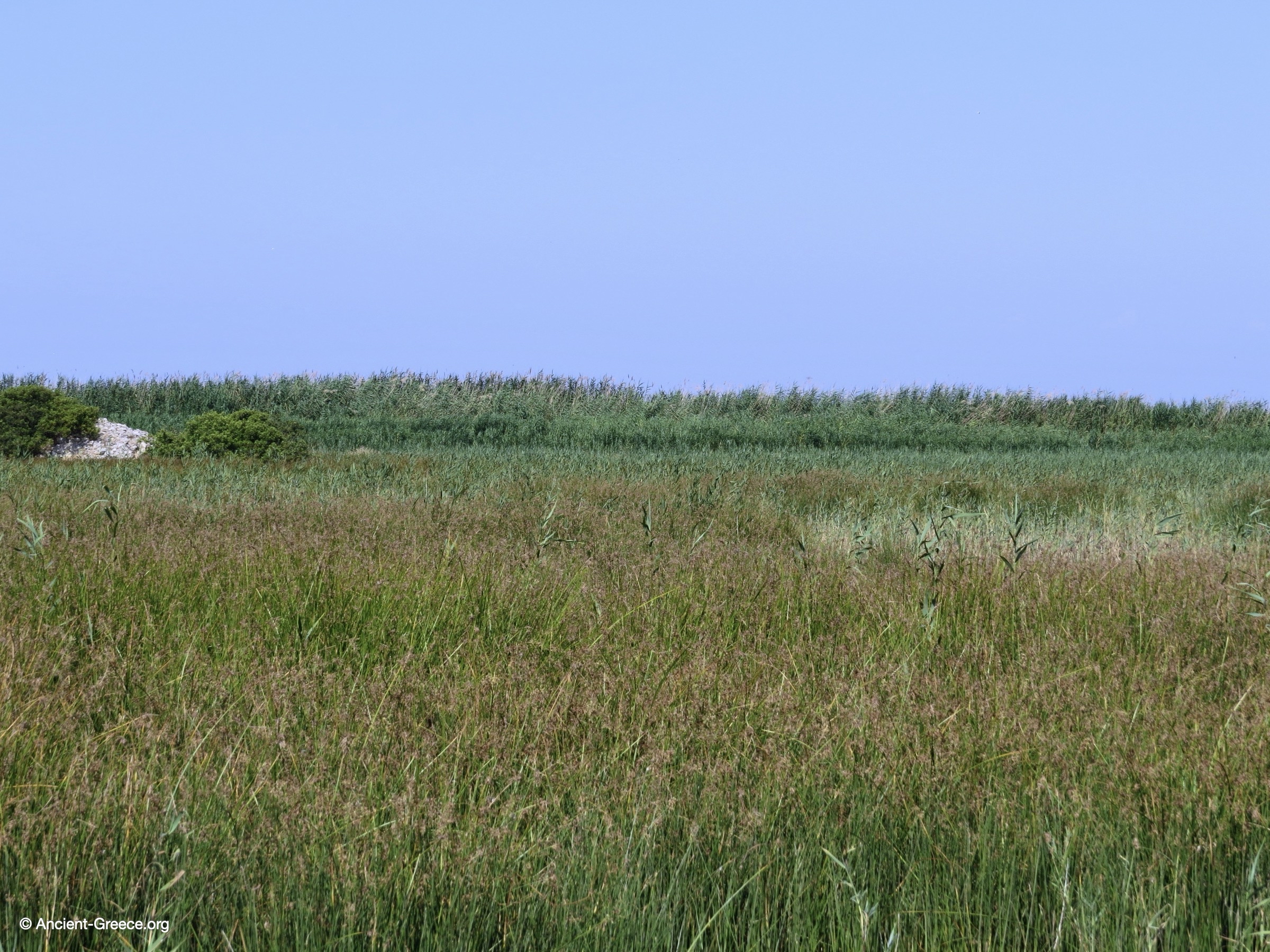 Ancient ruins engulfed in the marshland.