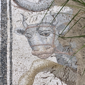 Bull Mosaic Detail at Dion Archaeological Park Dion Archaeological Site. Bull mosaic