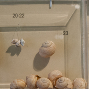 Objects from Franchthi Cave