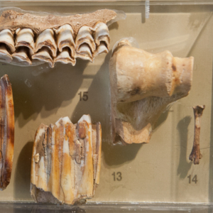 Objects from Franchthi Cave